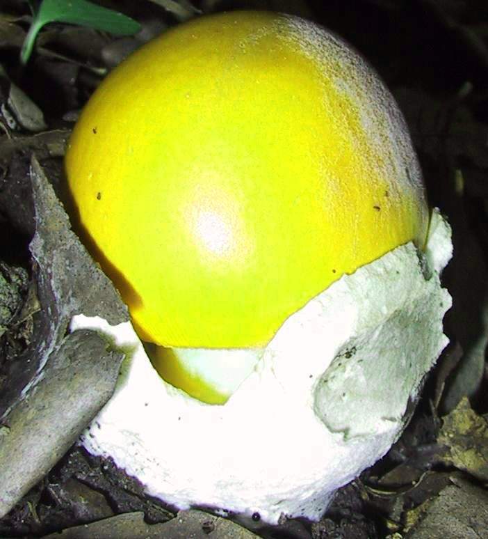 nebrodi:Boletus phalloi....deus